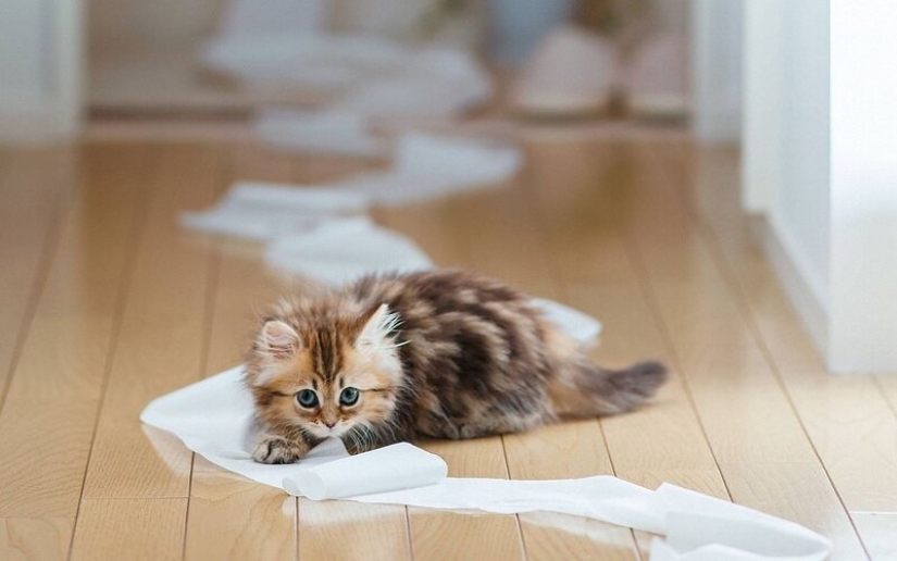 Do you like to watch? Why do cats and dogs go to the toilet and bathroom with us