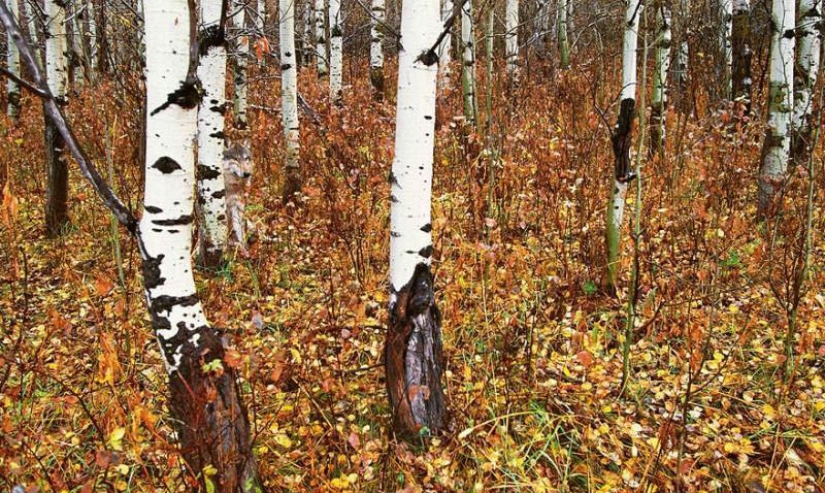 Do you see animals in the photos? Do you see animals in the photos?