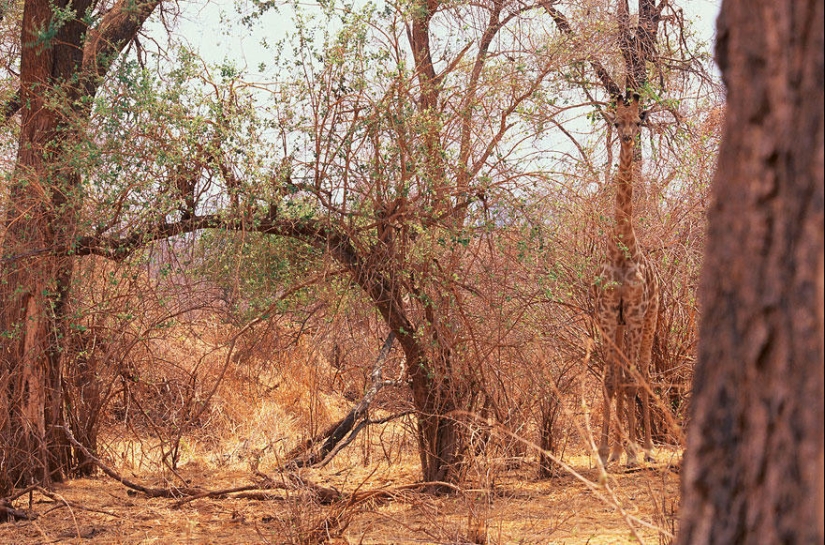 Do you see animals in the photos? Do you see animals in the photos?