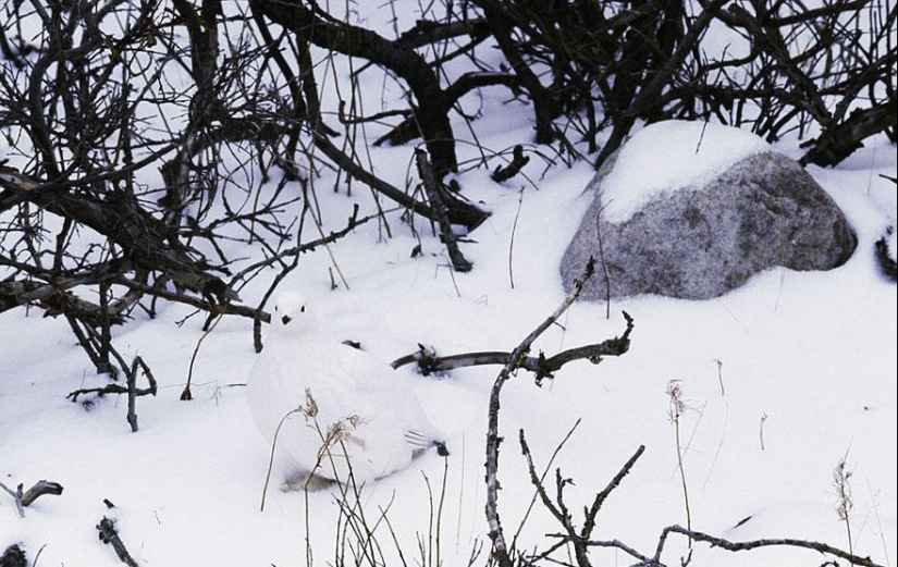 Do you see animals in the photos? Do you see animals in the photos?