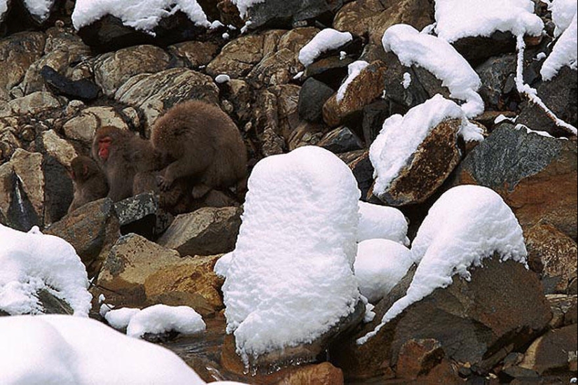 Do you see animals in the photos? Do you see animals in the photos?