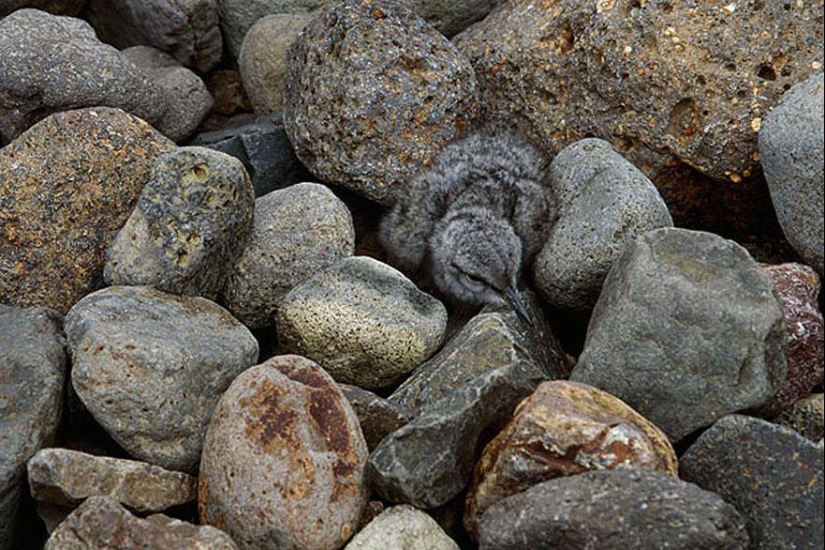 Do you see animals in the photos? Do you see animals in the photos?
