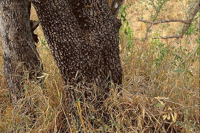 Do you see animals in the photos? Do you see animals in the photos?
