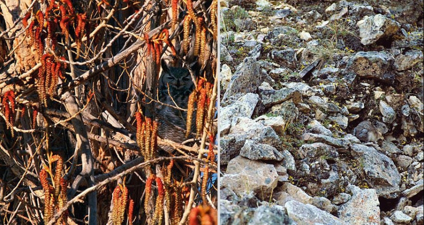 Do you see animals in the photos? Do you see animals in the photos?