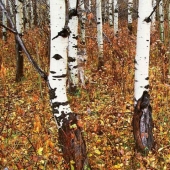 Do you see animals in the photos? Do you see animals in the photos?