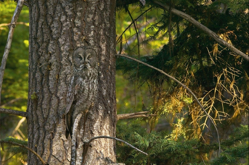 Do you see animals in the photos? Do you see animals in the photos?