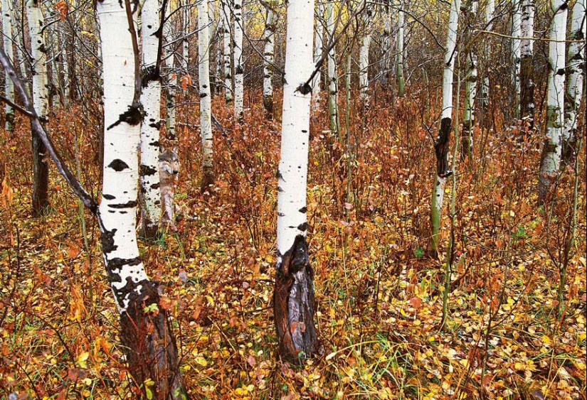 Do you see animals in the photos? Do you see animals in the photos?