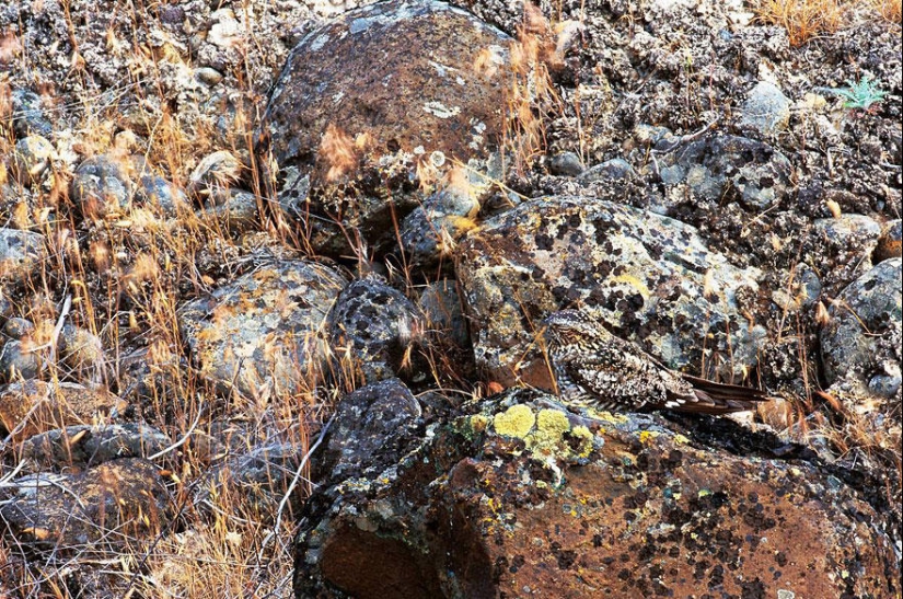 Do you see animals in the photos? Do you see animals in the photos?