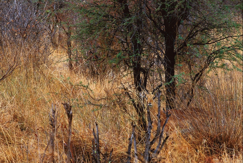 Do you see animals in the photos? Do you see animals in the photos?