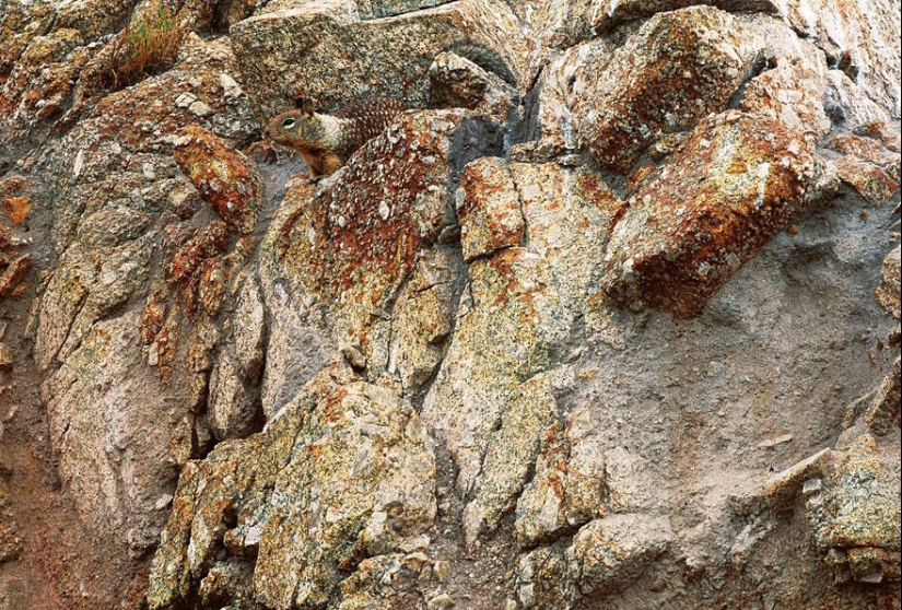 Do you see animals in the photos? Do you see animals in the photos?
