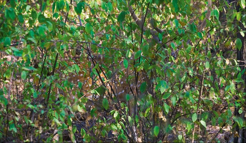 Do you see animals in the photos? Do you see animals in the photos?