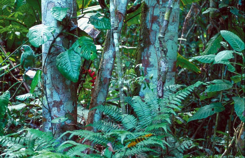 Do you see animals in the photos? Do you see animals in the photos?