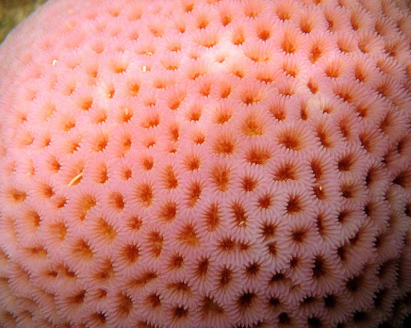 Do you suffer from trypophobia?