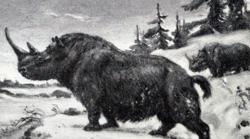 Dodo de bec: 10 especies animales extintas que pronto serán revividas Dodo de bec: 10 especies animales extintas que pronto serán revividas