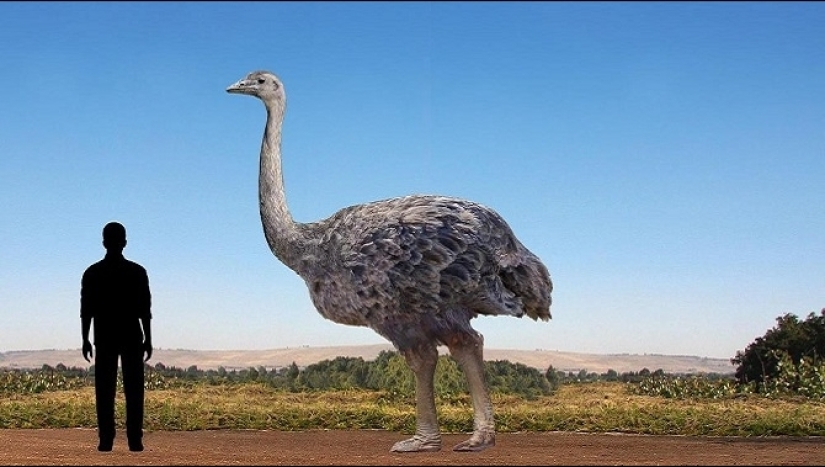 Dodo de bec: 10 especies animales extintas que pronto serán revividas Dodo de bec: 10 especies animales extintas que pronto serán revividas