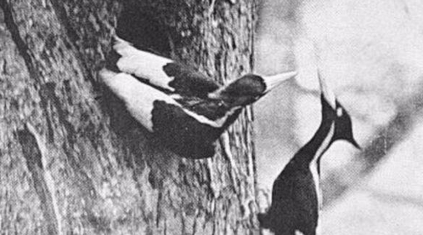 Dodo de bec: 10 especies animales extintas que pronto serán revividas Dodo de bec: 10 especies animales extintas que pronto serán revividas