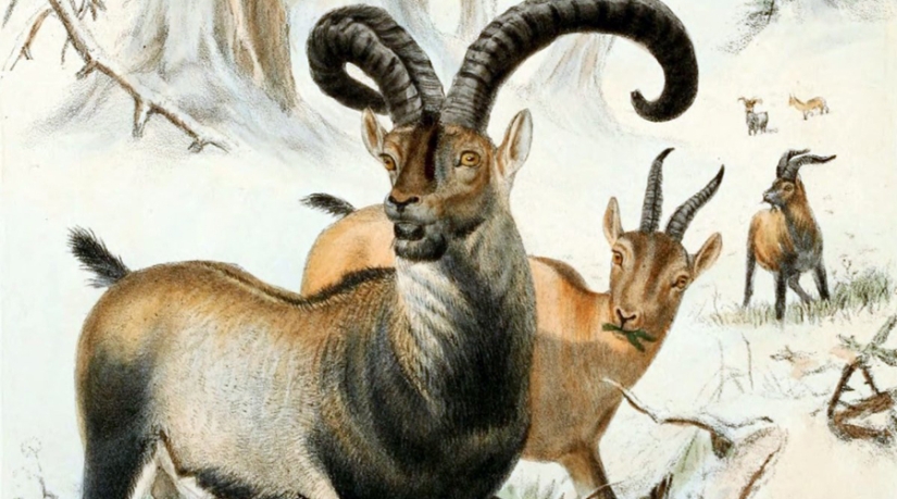 Dodo de bec: 10 especies animales extintas que pronto serán revividas Dodo de bec: 10 especies animales extintas que pronto serán revividas
