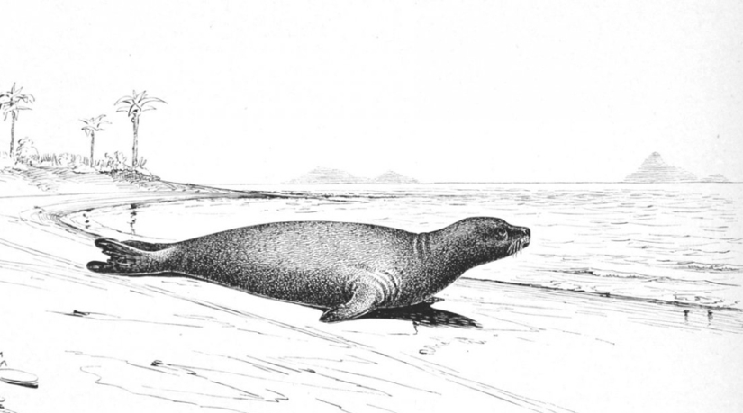Dodo de bec: 10 especies animales extintas que pronto serán revividas Dodo de bec: 10 especies animales extintas que pronto serán revividas