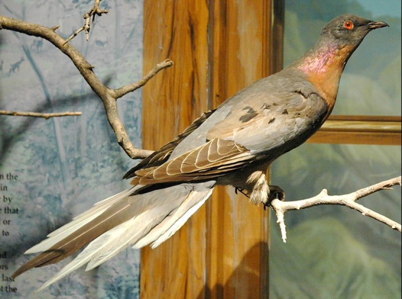 Dodo from bec: 10 extinct animal species that will soon be revived Dodo from bec: 10 extinct animal species that will soon be revived