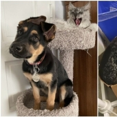 Dog or cat? Or maybe Cotopes? 30 funny photos of dogs that behave like cats Dog or cat? Or maybe Cotopes? 30 funny photos of dogs that behave like cats