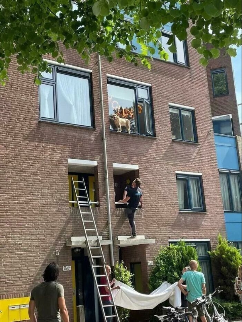 Dog or cat? Or maybe Cotopes? 30 funny photos of dogs that behave like cats