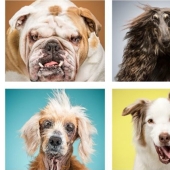 Dogs and their belongings: an American woman showed the whole essence of dog life Dogs and their belongings: an American woman showed the whole essence of dog life