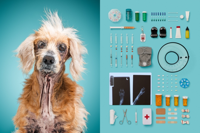 Dogs and their belongings: an American woman showed the whole essence of dog life Dogs and their belongings: an American woman showed the whole essence of dog life