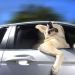 Dogs in cars Dogs in cars