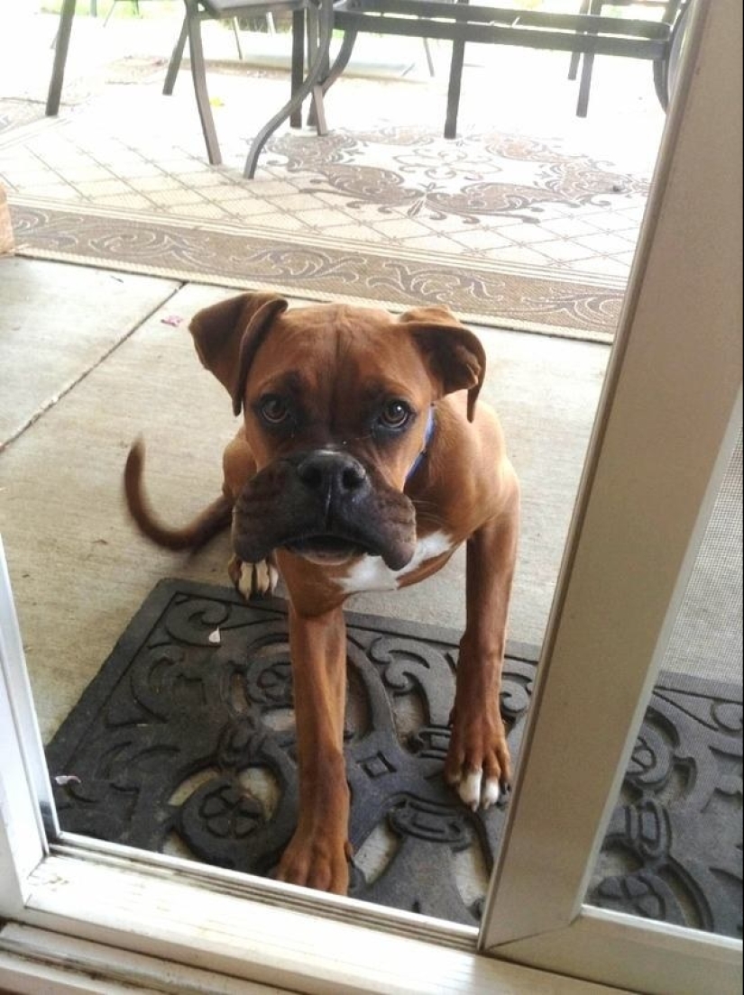 Dogs who ate a bee and are very sorry about it