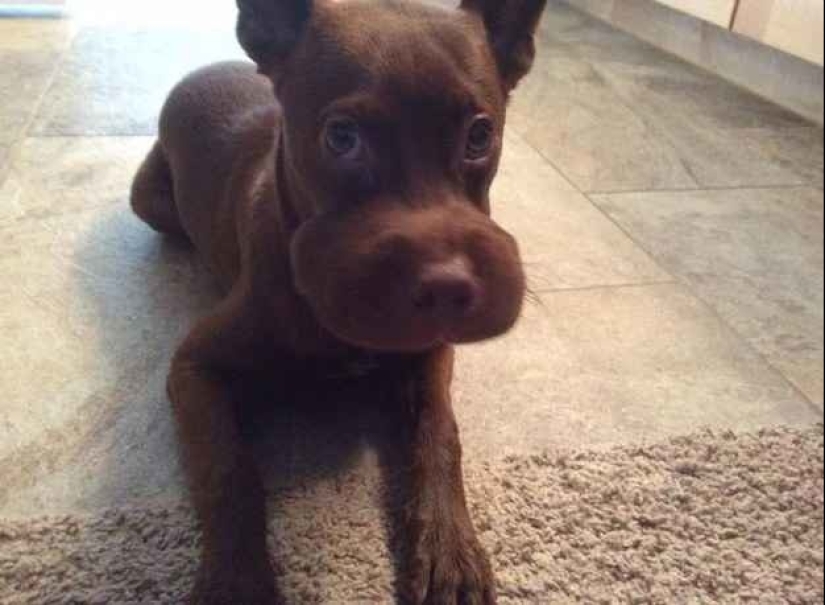 Dogs who ate a bee and are very sorry about it