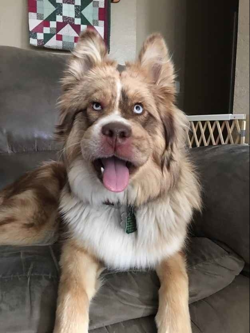 Dogs who ate a bee and are very sorry about it