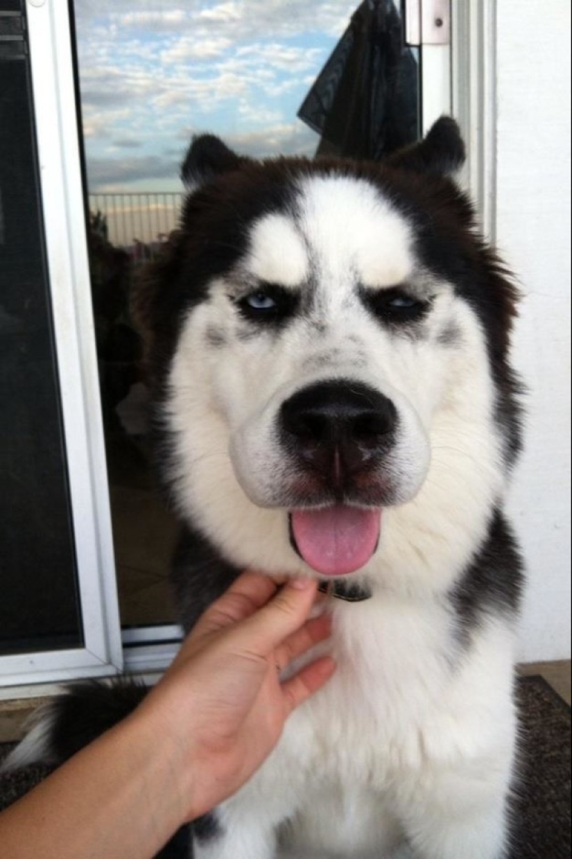 Dogs who ate a bee and are very sorry about it