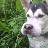 Dogs who ate a bee and are very sorry about it Dogs who ate a bee and are very sorry about it