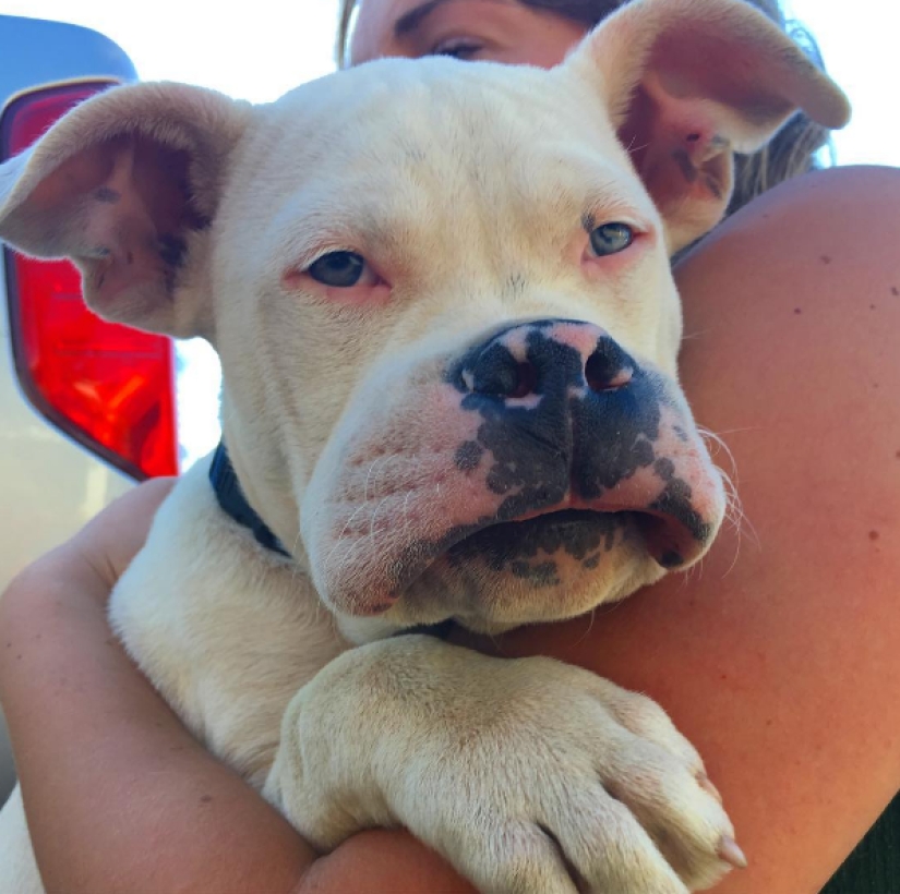 Dogs who ate a bee and are very sorry about it