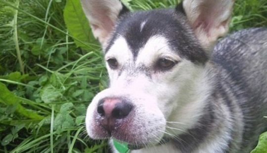 Dogs who ate a bee and are very sorry about it Dogs who ate a bee and are very sorry about it