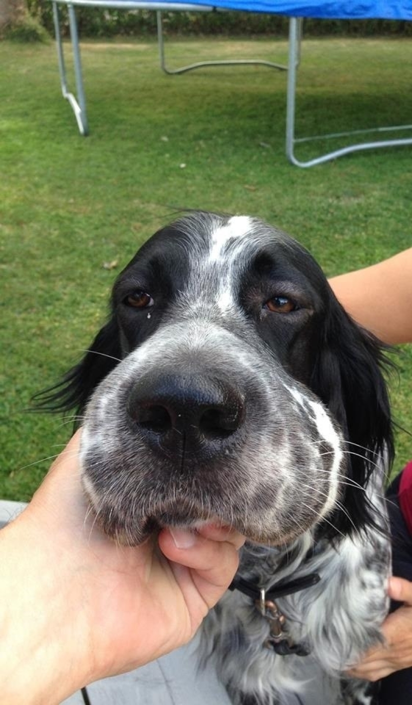Dogs who ate a bee and are very sorry about it