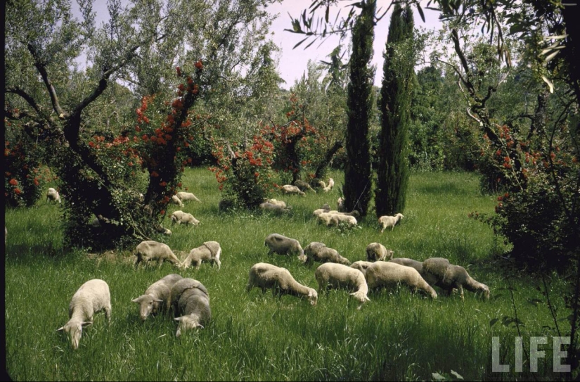 Dolce vita: unknown photos of a young Sophia Loren in a luxury villa