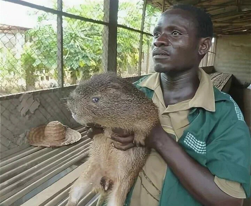 "Domestic Deer" or How Rat Dishes Became Part of National Cuisine in Different Parts of the World