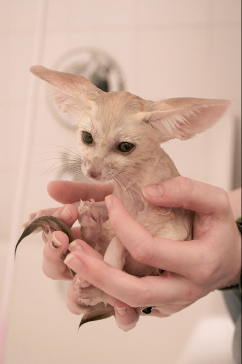 Don't be sad: these animals will remind you that the world is beautiful after all