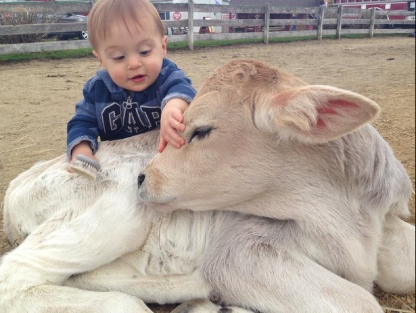 Don't be sad: these animals will remind you that the world is beautiful after all