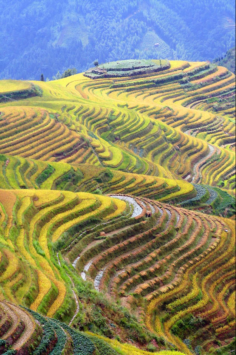 Dragon Ridge Rice Terraces»