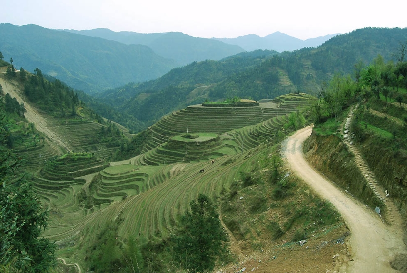 Dragon Ridge Rice Terraces»