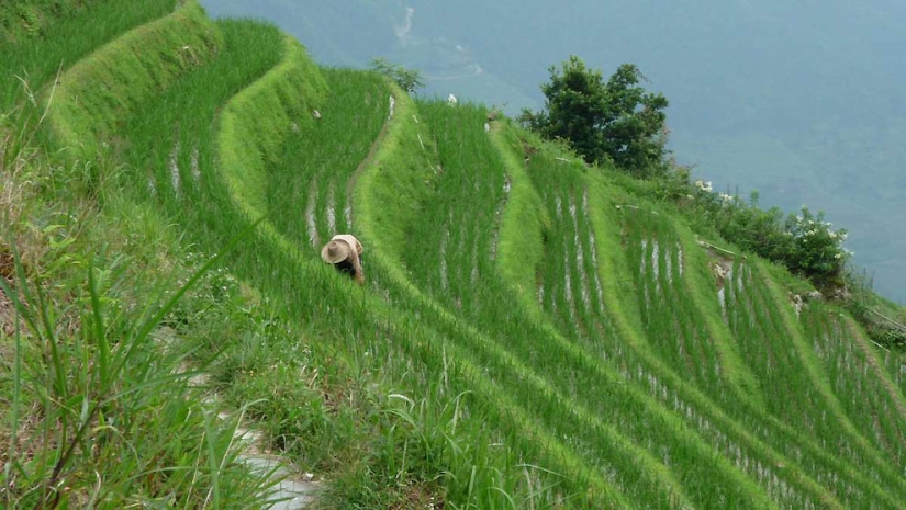 Dragon Ridge Rice Terraces»