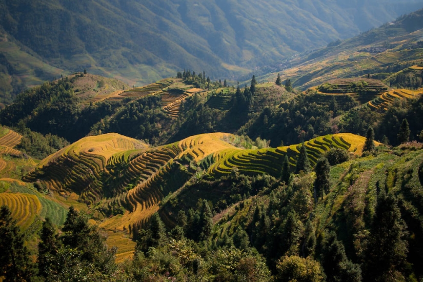 Dragon Ridge Rice Terraces»