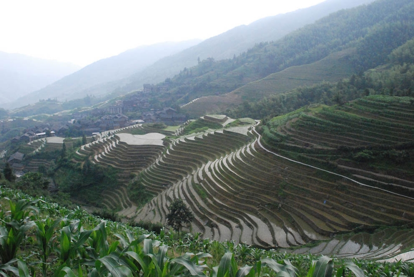 Dragon Ridge Rice Terraces»
