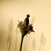 Dreamlike Photographs Of Poppies By Julie Wang Dreamlike Photographs Of Poppies By Julie Wang