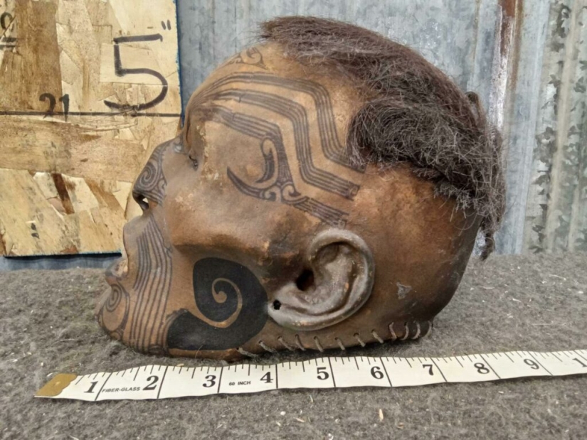 Dried mokomokai heads - eerie relics of the Maori people Dried mokomokai heads - eerie relics of the Maori people