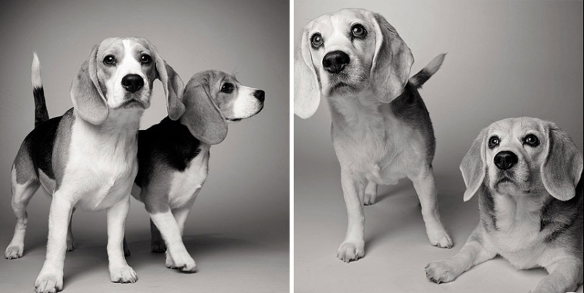 ¡Durante el viaje, el perro podría crecer! ¡Durante el viaje, el perro podría crecer!