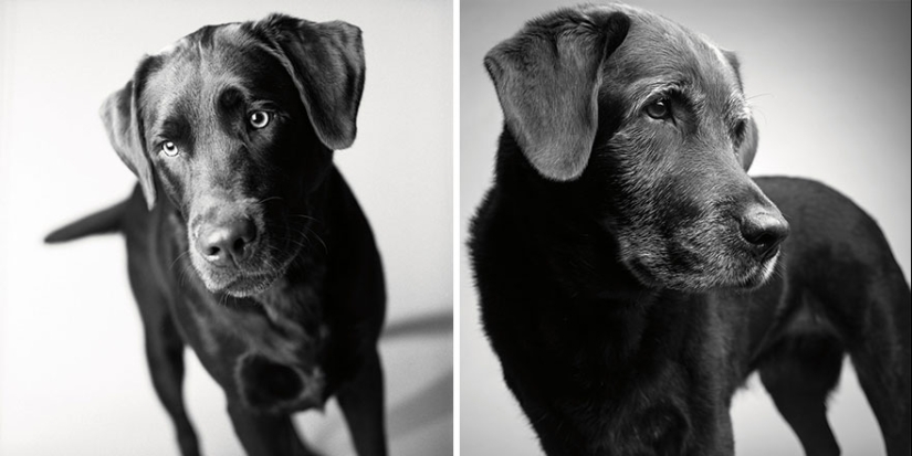 ¡Durante el viaje, el perro podría crecer! ¡Durante el viaje, el perro podría crecer!