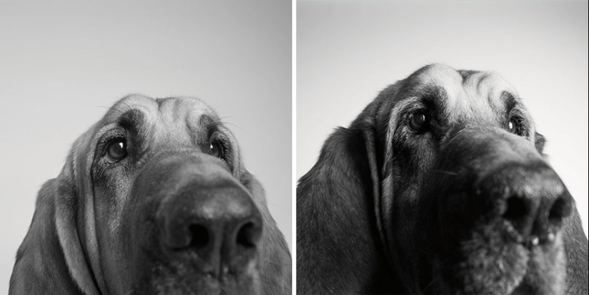 ¡Durante el viaje, el perro podría crecer! ¡Durante el viaje, el perro podría crecer!